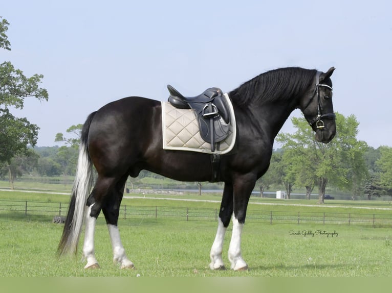 Frisones Mestizo Caballo castrado 11 años 165 cm Negro in Oelwein, IA