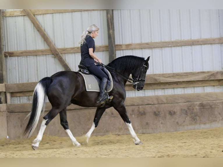 Frisones Mestizo Caballo castrado 11 años 165 cm Negro in Oelwein, IA