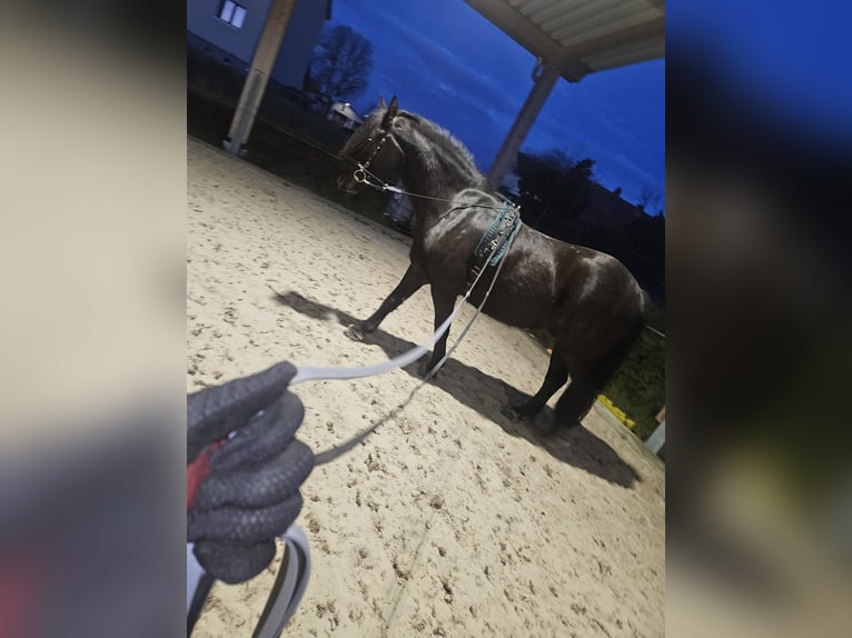 Frisones Caballo castrado 11 años 167 cm Negro in Uchtdorf