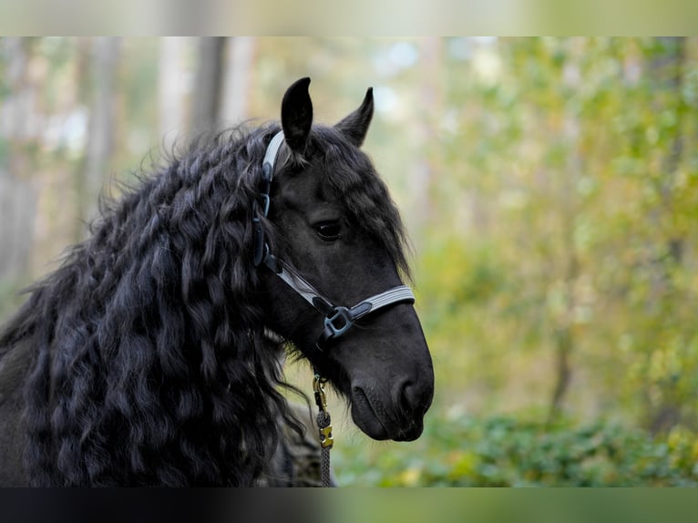 Frisones Caballo castrado 11 años 168 cm Negro in CottbusCottbus