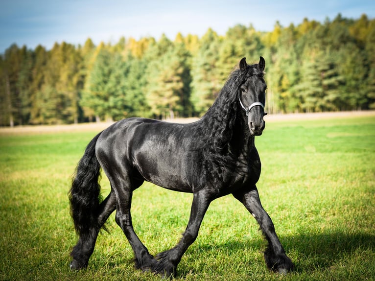 Frisones Caballo castrado 11 años 168 cm Negro in CottbusCottbus