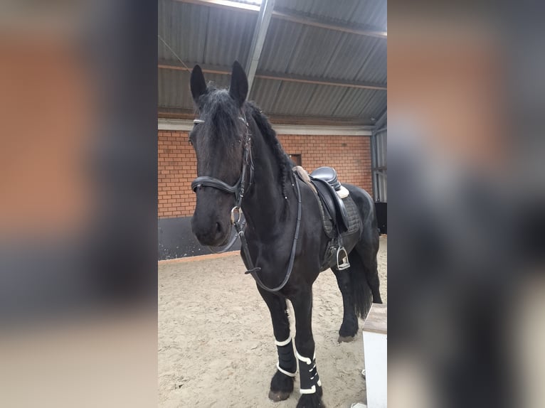 Frisones Caballo castrado 11 años 170 cm Negro in Ureterp