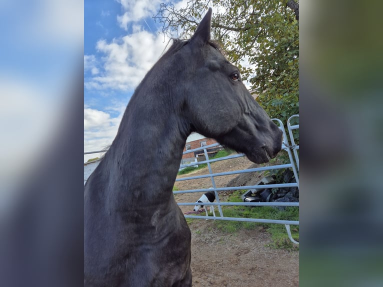 Frisones Mestizo Caballo castrado 11 años 170 cm Negro in Ha&#xDF;furt