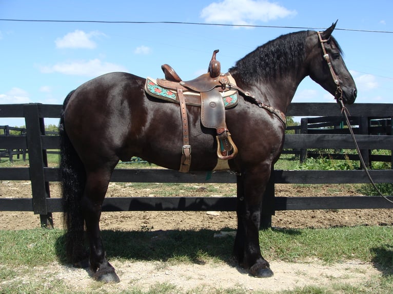 Frisones Caballo castrado 11 años 170 cm Negro in Hillsboro KY