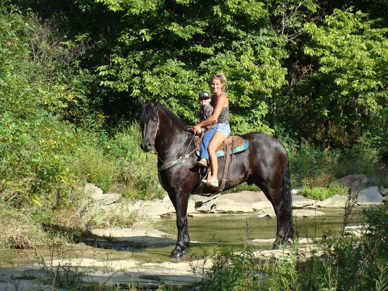 Frisones Caballo castrado 11 años 170 cm Negro in Hillsboro KY