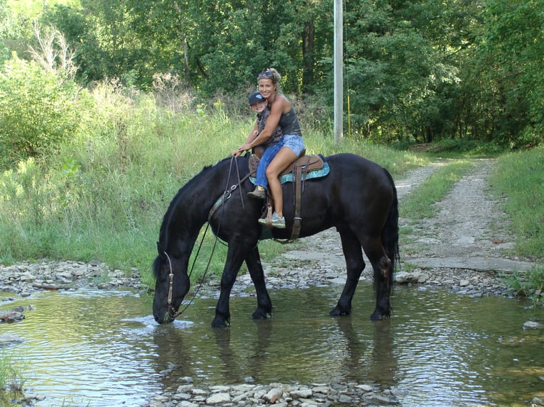 Frisones Caballo castrado 11 años 170 cm Negro in Hillsboro KY