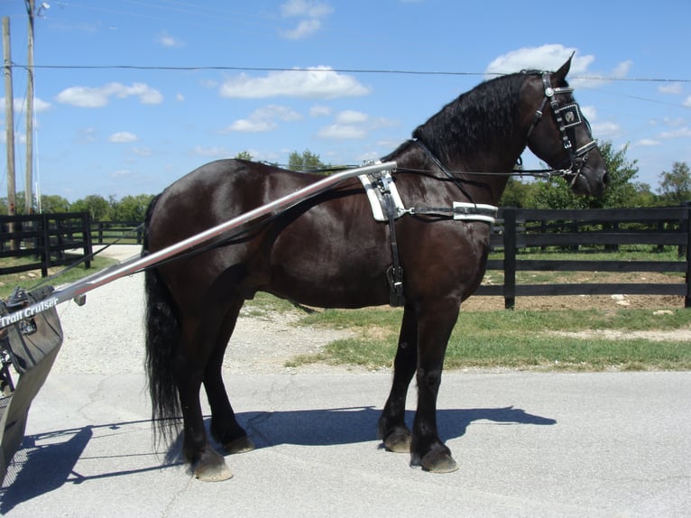 Frisones Caballo castrado 11 años 170 cm Negro in Hillsboro KY