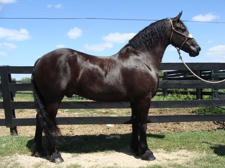 Frisones Caballo castrado 11 años 170 cm Negro in Hillsboro KY