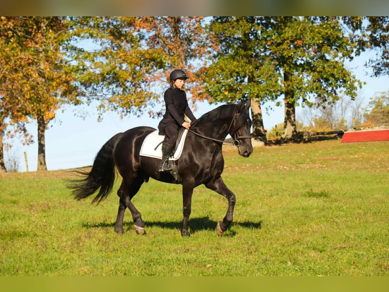 Frisones Caballo castrado 11 años 170 cm Negro in fresno OH