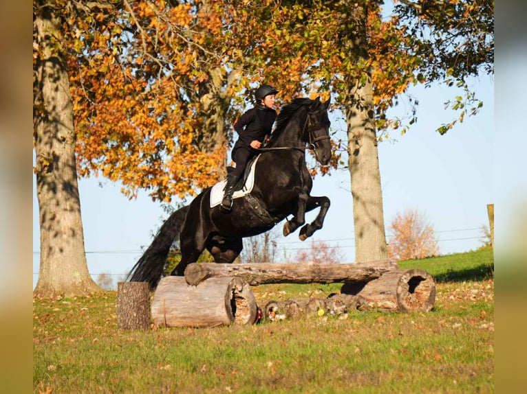 Frisones Caballo castrado 11 años 170 cm Negro in fresno OH