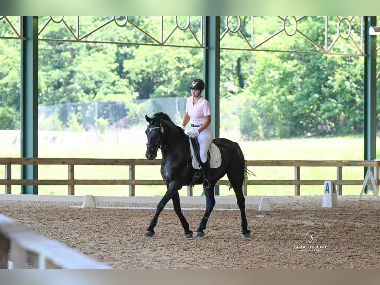 Frisones Mestizo Caballo castrado 11 años 170 cm Negro in Fresno