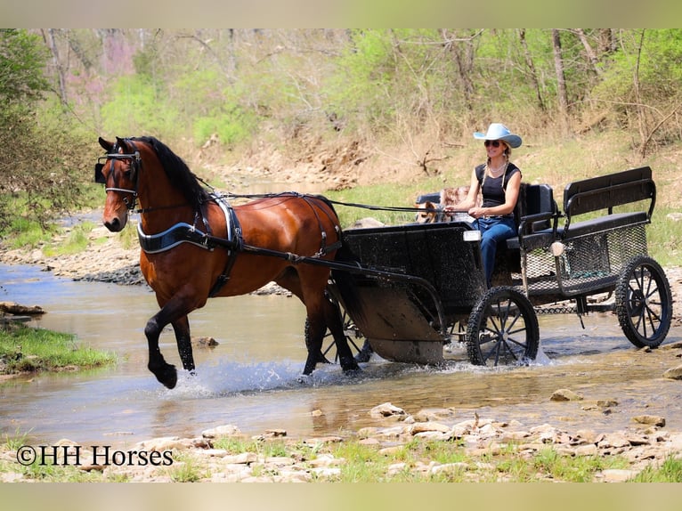 Frisones Caballo castrado 11 años in Flemingsburg KY