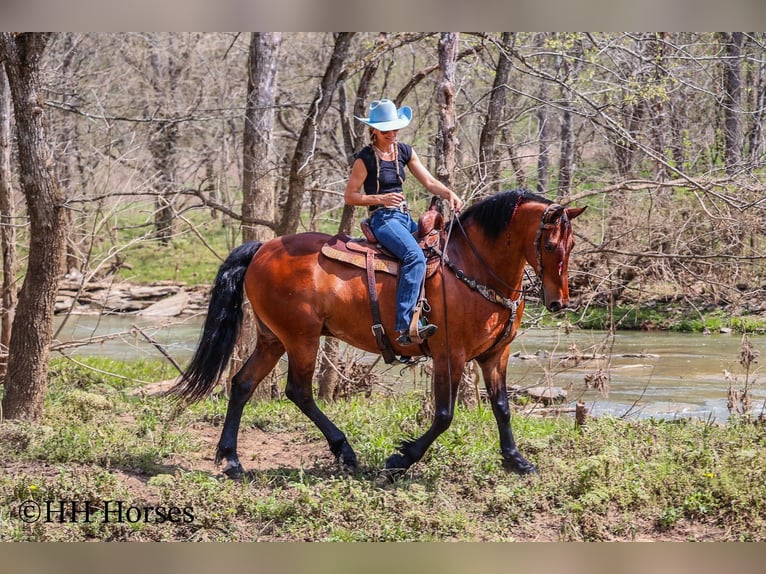 Frisones Caballo castrado 11 años in Flemingsburg KY