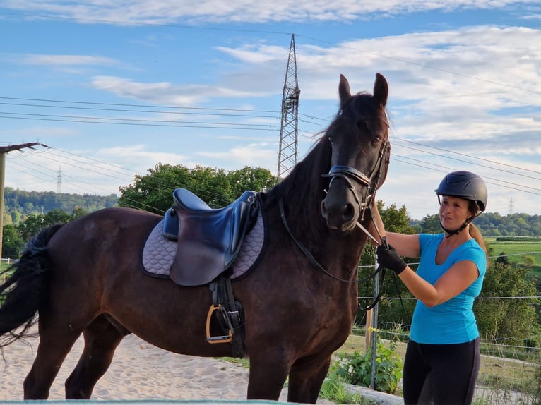 Frisones Caballo castrado 11 años in Hochdorf