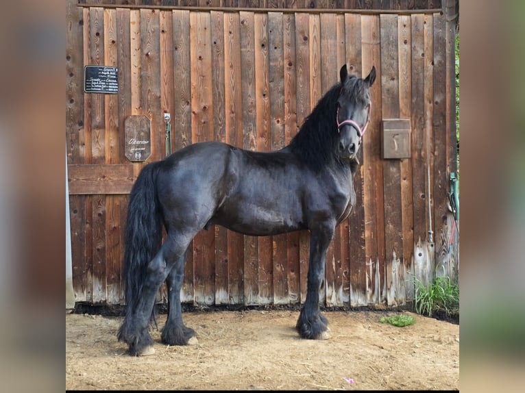 Frisones Caballo castrado 11 años Negro in Arrach