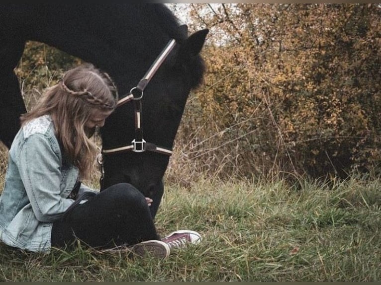 Frisones Mestizo Caballo castrado 12 años 148 cm Negro in Schöffengrund