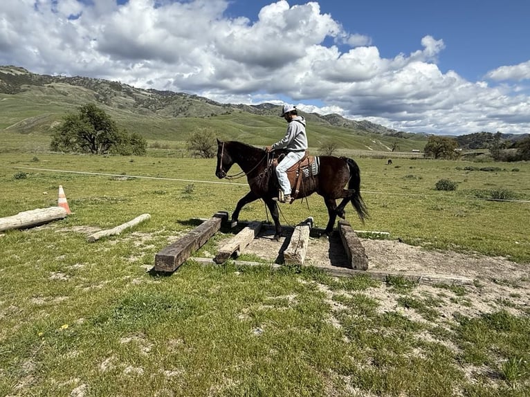 Frisones Caballo castrado 12 años 152 cm Negro in Paicines CA