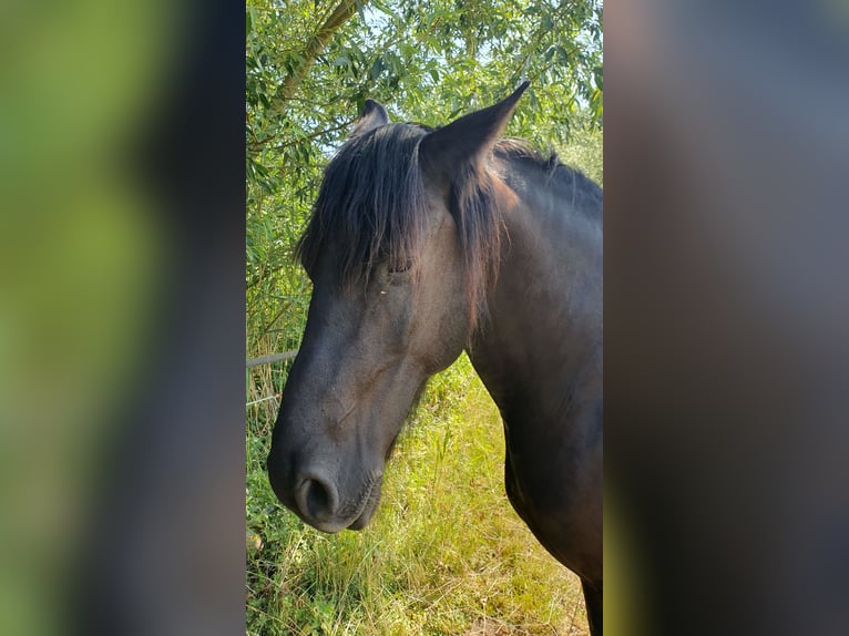 Frisones Caballo castrado 12 años 160 cm Negro in Meinersen