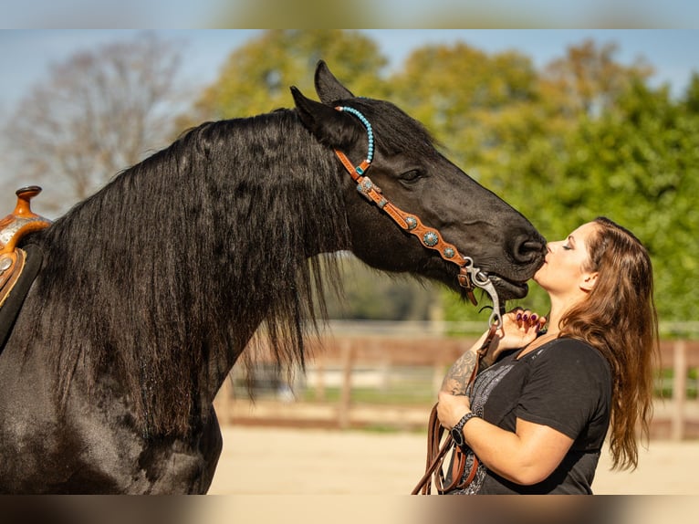 Frisones Caballo castrado 12 años 164 cm  in Straelen