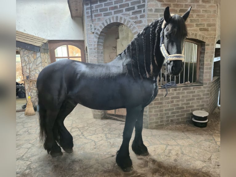 Frisones Caballo castrado 12 años 164 cm  in Straelen