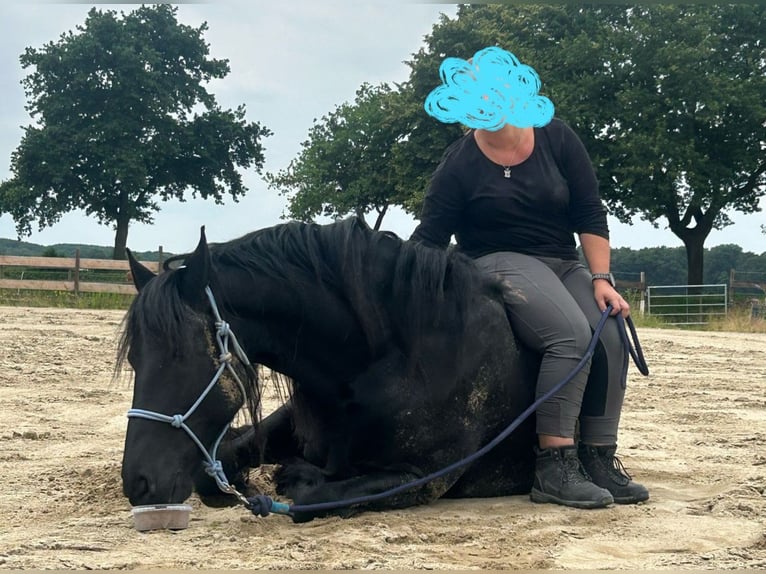 Frisones Caballo castrado 12 años 164 cm  in Straelen