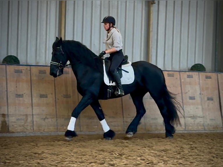 Frisones Caballo castrado 12 años 165 cm Negro in Neustadt (Wied)