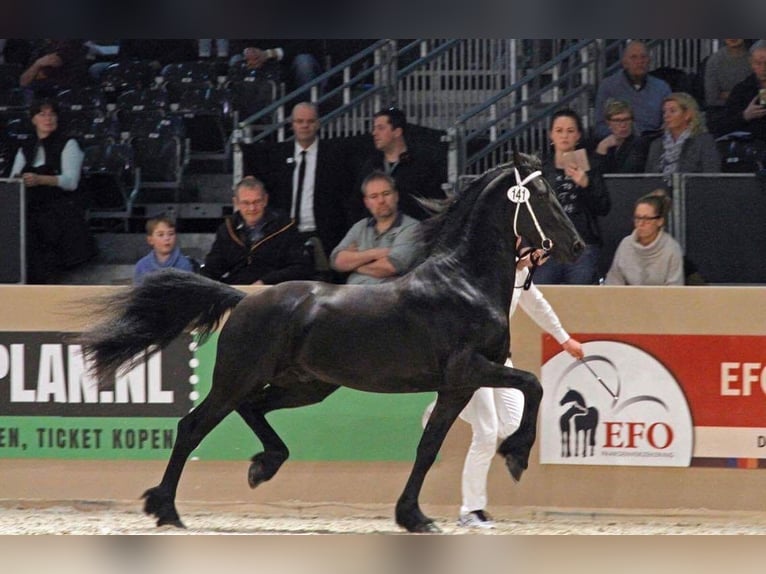 Frisones Caballo castrado 12 años 166 cm Negro in Kobern-Gondorf