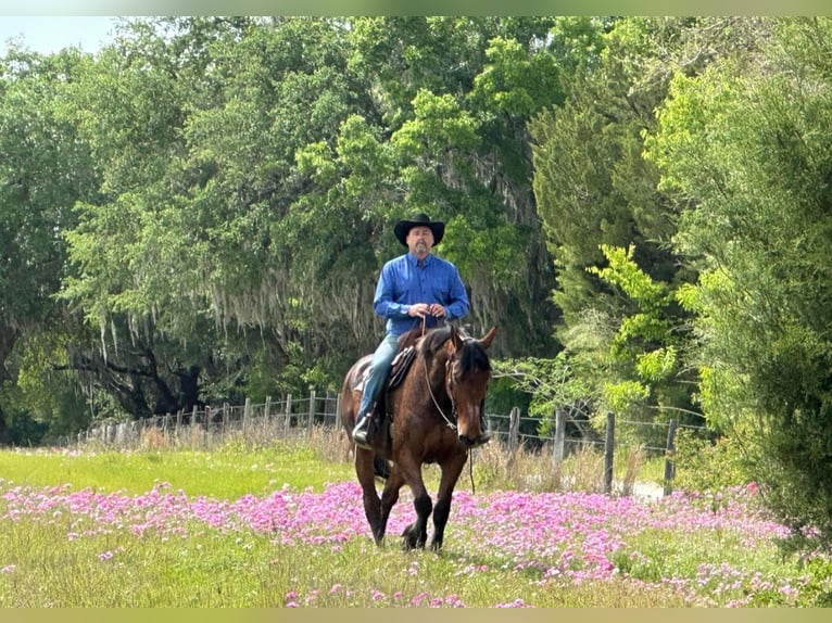 Frisones Caballo castrado 12 años Castaño oscuro in Borden IN