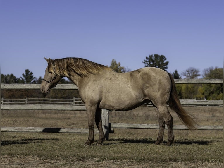 Frisones Mestizo Caballo castrado 13 años 152 cm Champán in Nevis