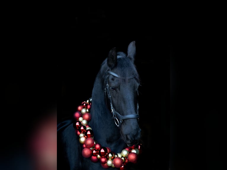 Frisones Mestizo Caballo castrado 13 años 159 cm Negro in Frankenberg/Sachsen