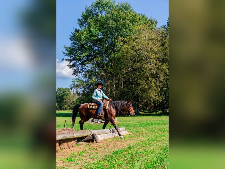 Frisones Mestizo Caballo castrado 13 años 160 cm Castaño-ruano in Fayetteville, TN