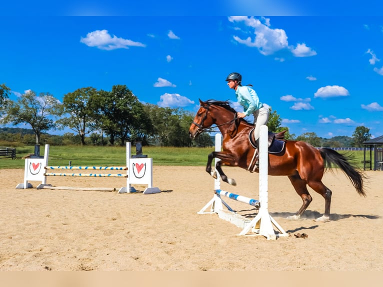 Frisones Mestizo Caballo castrado 13 años 160 cm Castaño-ruano in Fayetteville, TN