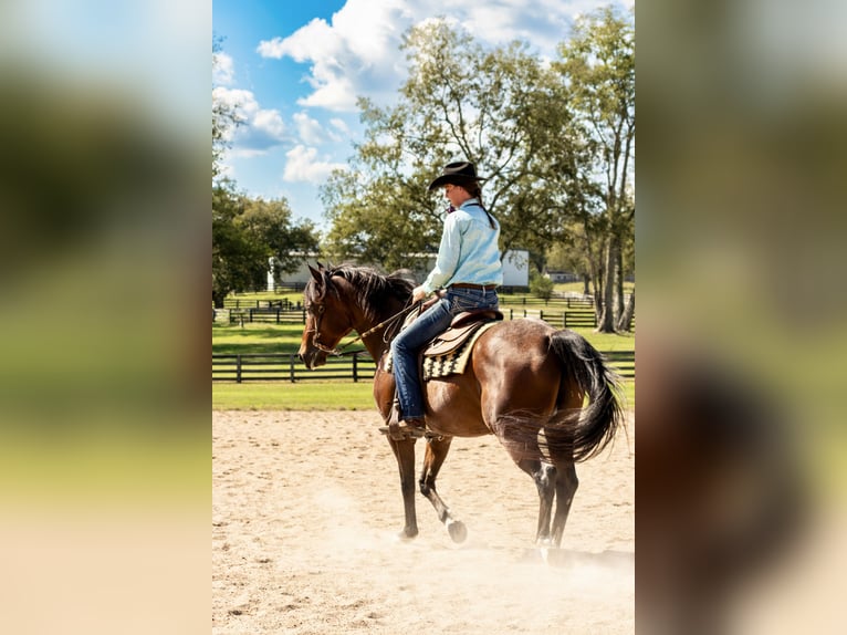 Frisones Mestizo Caballo castrado 13 años 160 cm Castaño-ruano in Fayetteville, TN