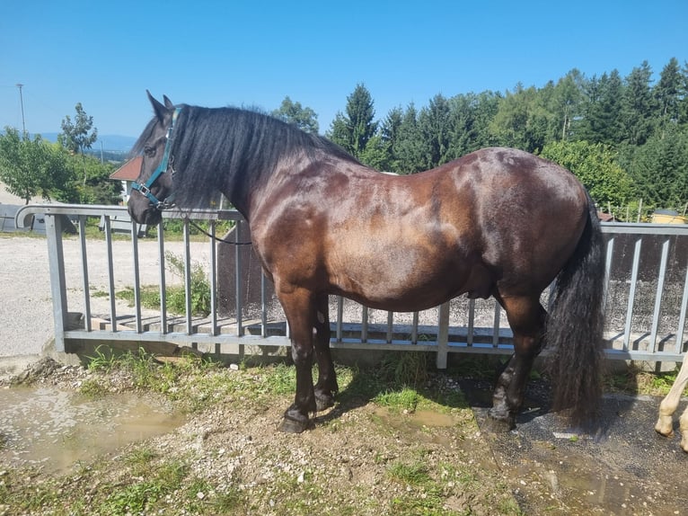 Frisones Mestizo Caballo castrado 13 años 160 cm Negro in Oberndorf