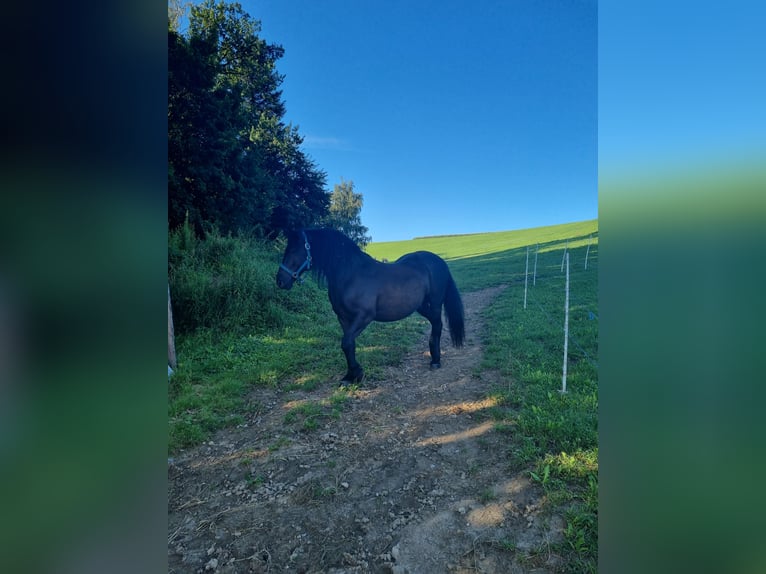 Frisones Mestizo Caballo castrado 13 años 160 cm Negro in Oberndorf