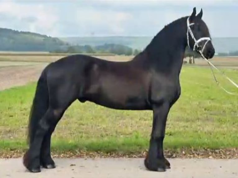 Frisones Caballo castrado 13 años 160 cm Negro in Potsdam