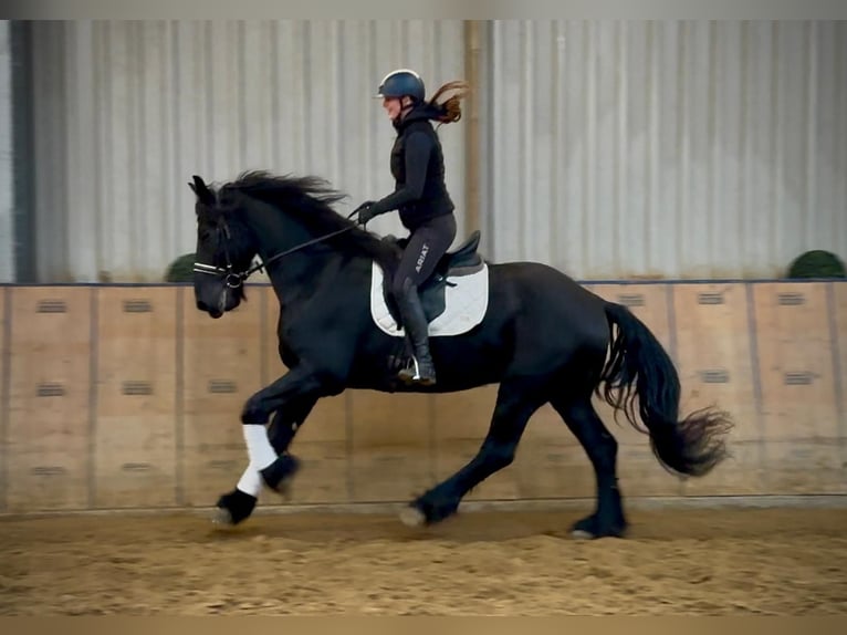 Frisones Caballo castrado 13 años 165 cm  in Neustadt (Wied)