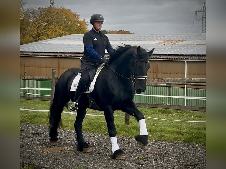 Frisones Caballo castrado 13 años 165 cm Negro in Neustadt (Wied)