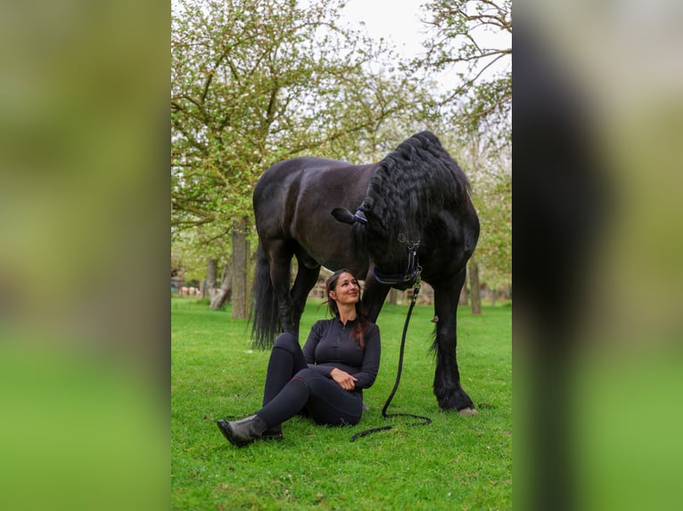 Frisones Caballo castrado 13 años 165 cm Negro in Oud-Beijerland