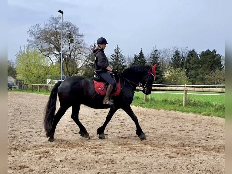 Frisones Caballo castrado 13 años 167 cm Negro in Trebbin