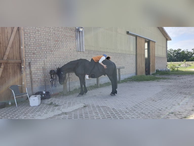 Frisones Caballo castrado 13 años 167 cm Negro in Trebbin