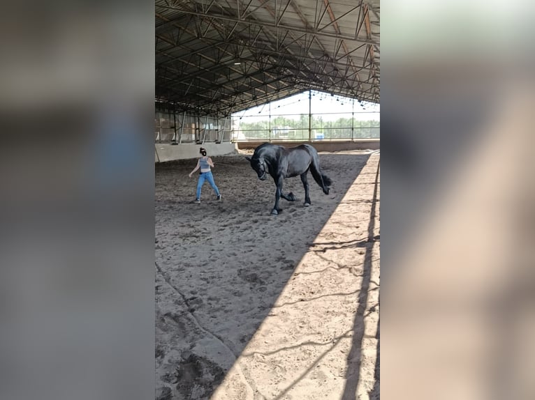 Frisones Caballo castrado 13 años 167 cm Negro in Trebbin