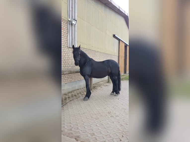 Frisones Caballo castrado 13 años 167 cm Negro in Trebbin