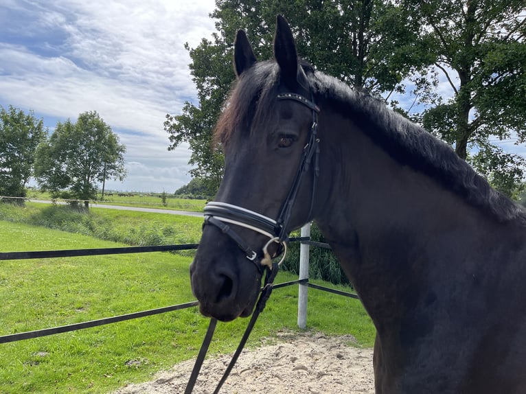 Frisones Caballo castrado 13 años 168 cm Negro in EmdeN