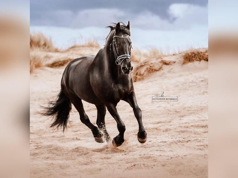 Frisones Caballo castrado 13 años 168 cm Negro in EmdeN