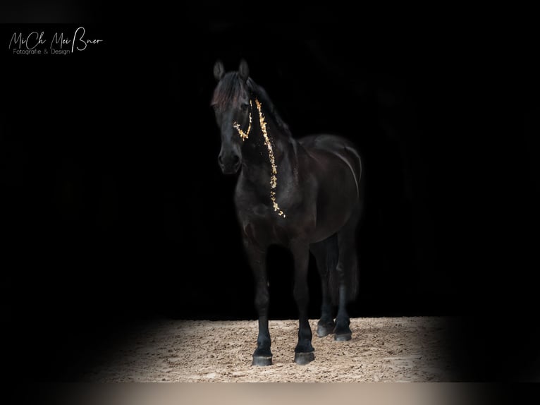 Frisones Caballo castrado 13 años 168 cm Negro in EmdeN