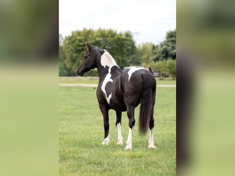 Frisones Caballo castrado 13 años 168 cm Tobiano-todas las-capas in Lisbon IA