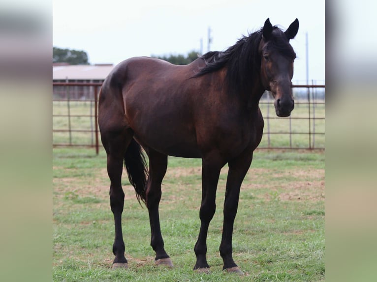Frisones Caballo castrado 13 años 173 cm Negro in Lipan TX