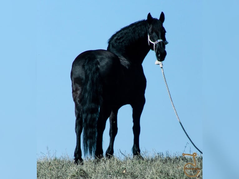 Frisones Caballo castrado 13 años Castaño in wALKERTON in