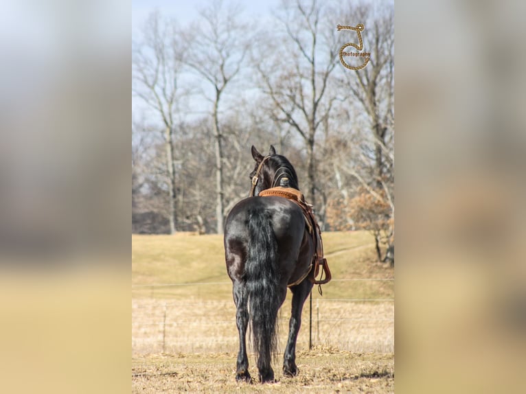 Frisones Caballo castrado 13 años Castaño in wALKERTON in